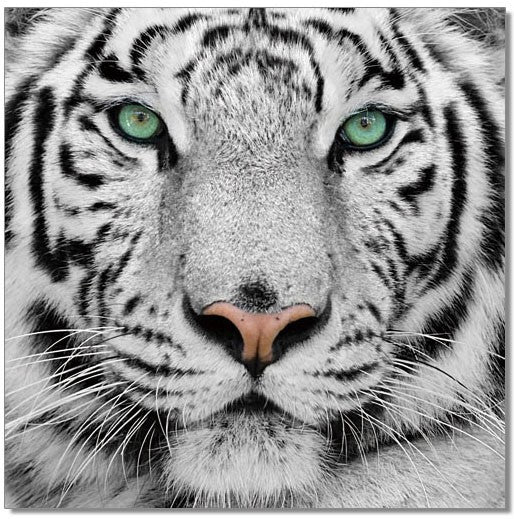 Black and White Tiger Wall Art