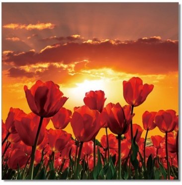 Flowers in Bloom Wall Art