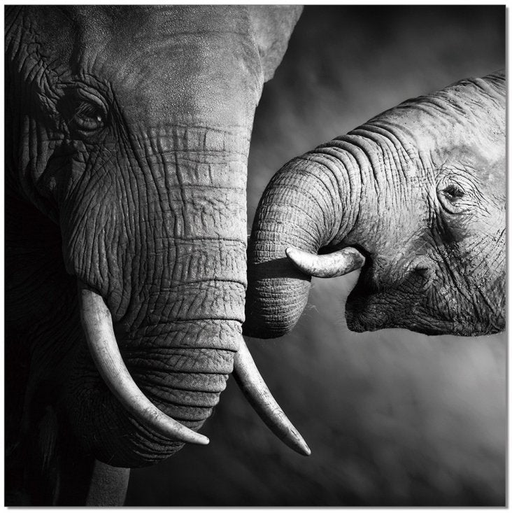 Mama Elephant Wall Art